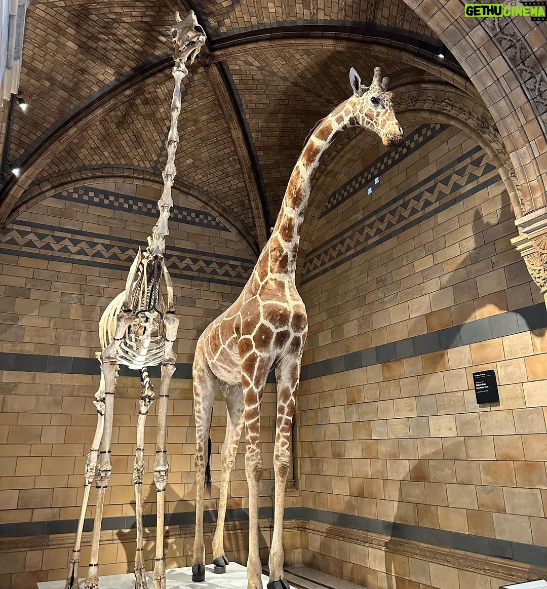 Safa Kabir Instagram - It was an amazing experience in natural history museum London. Natural History Museum, London