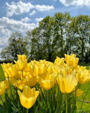 Safa Kabir Instagram - Tulip fest 🌷