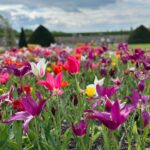 Safa Kabir Instagram - Tulip fest 🌷 Hampton Court Palace
