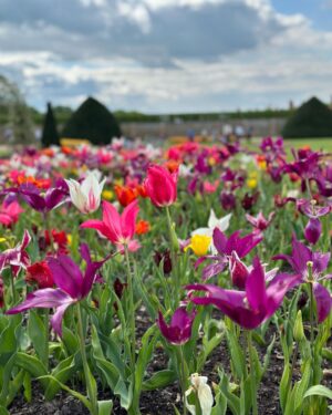 Safa Kabir Instagram - Tulip fest 🌷