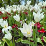 Safa Kabir Instagram - Tulip fest 🌷 Hampton Court Palace
