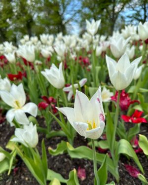 Safa Kabir Instagram - Tulip fest 🌷
