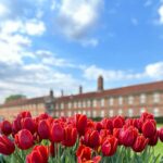 Safa Kabir Instagram - Tulip fest 🌷 Hampton Court Palace