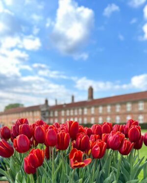 Safa Kabir Instagram - Tulip fest 🌷