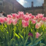 Safa Kabir Instagram - Tulip fest 🌷 Hampton Court Palace