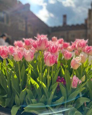 Safa Kabir Instagram - Tulip fest 🌷