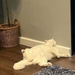 Sahaphap Wongratch Instagram – แอ้ก
