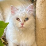 Sahar Al Sayegh Instagram – Such apure soul found lost in my house since aweek with no one to belong
الناس يا جماعه اللي بتسرب حيوانتها يا تودوهم اماكن رعايه او بيوت ناس تحب تربيهم …ارحموا يرحمكم الله..
Help me choosing her aname plz🤍