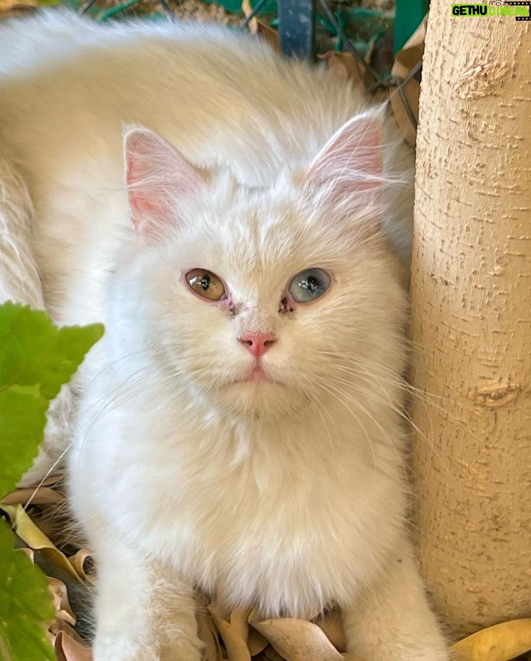 Sahar Al Sayegh Instagram - Such apure soul found lost in my house since aweek with no one to belong الناس يا جماعه اللي بتسرب حيوانتها يا تودوهم اماكن رعايه او بيوت ناس تحب تربيهم …ارحموا يرحمكم الله.. Help me choosing her aname plz🤍
