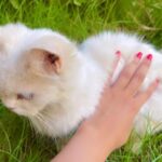 Sahar Al Sayegh Instagram – Such apure soul found lost in my house since aweek with no one to belong
الناس يا جماعه اللي بتسرب حيوانتها يا تودوهم اماكن رعايه او بيوت ناس تحب تربيهم …ارحموا يرحمكم الله..
Help me choosing her aname plz🤍