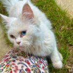 Sahar Al Sayegh Instagram – Such apure soul found lost in my house since aweek with no one to belong
الناس يا جماعه اللي بتسرب حيوانتها يا تودوهم اماكن رعايه او بيوت ناس تحب تربيهم …ارحموا يرحمكم الله..
Help me choosing her aname plz🤍