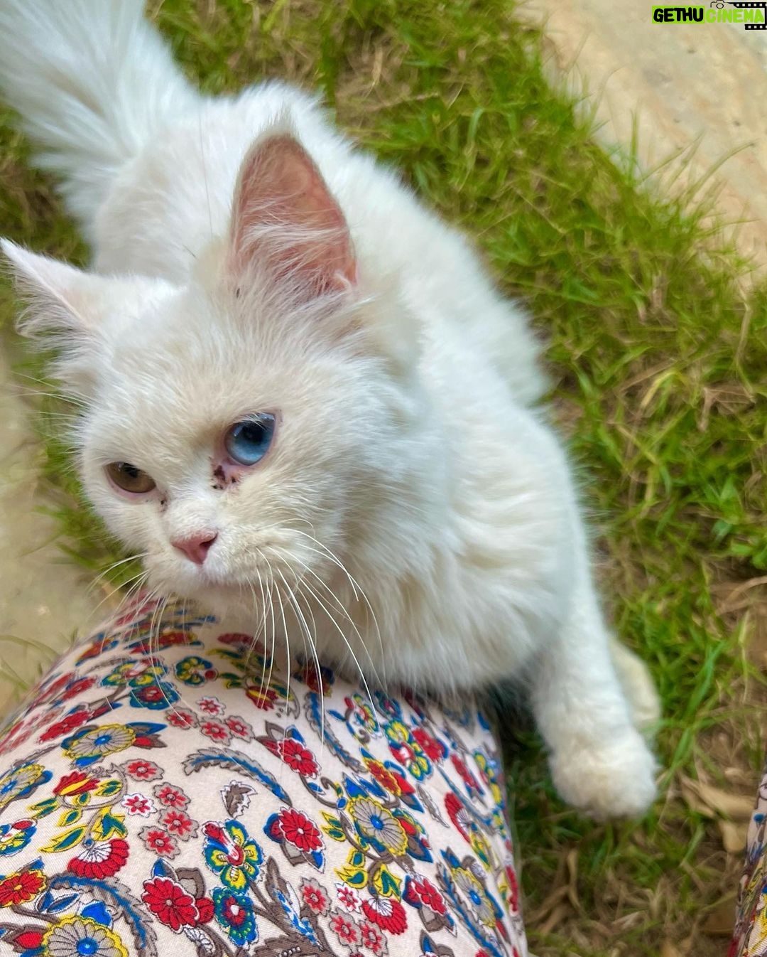 Sahar Al Sayegh Instagram - Such apure soul found lost in my house since aweek with no one to belong الناس يا جماعه اللي بتسرب حيوانتها يا تودوهم اماكن رعايه او بيوت ناس تحب تربيهم …ارحموا يرحمكم الله.. Help me choosing her aname plz🤍