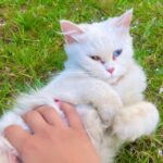 Sahar Al Sayegh Instagram – Such apure soul found lost in my house since aweek with no one to belong
الناس يا جماعه اللي بتسرب حيوانتها يا تودوهم اماكن رعايه او بيوت ناس تحب تربيهم …ارحموا يرحمكم الله..
Help me choosing her aname plz🤍