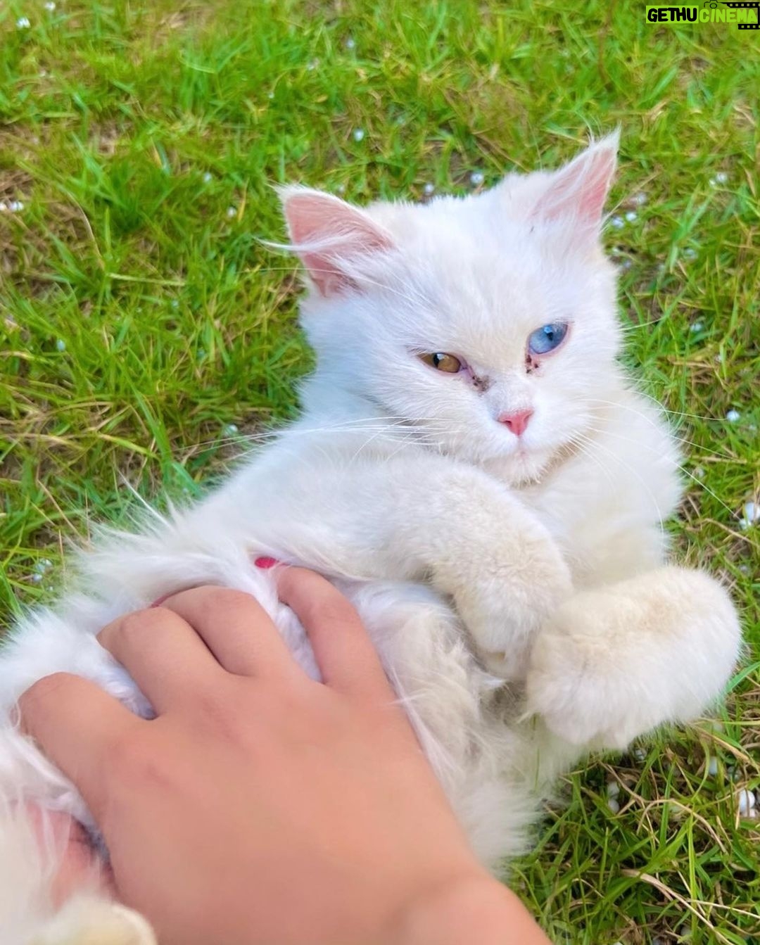 Sahar Al Sayegh Instagram - Such apure soul found lost in my house since aweek with no one to belong الناس يا جماعه اللي بتسرب حيوانتها يا تودوهم اماكن رعايه او بيوت ناس تحب تربيهم …ارحموا يرحمكم الله.. Help me choosing her aname plz🤍