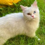 Sahar Al Sayegh Instagram – Such apure soul found lost in my house since aweek with no one to belong
الناس يا جماعه اللي بتسرب حيوانتها يا تودوهم اماكن رعايه او بيوت ناس تحب تربيهم …ارحموا يرحمكم الله..
Help me choosing her aname plz🤍