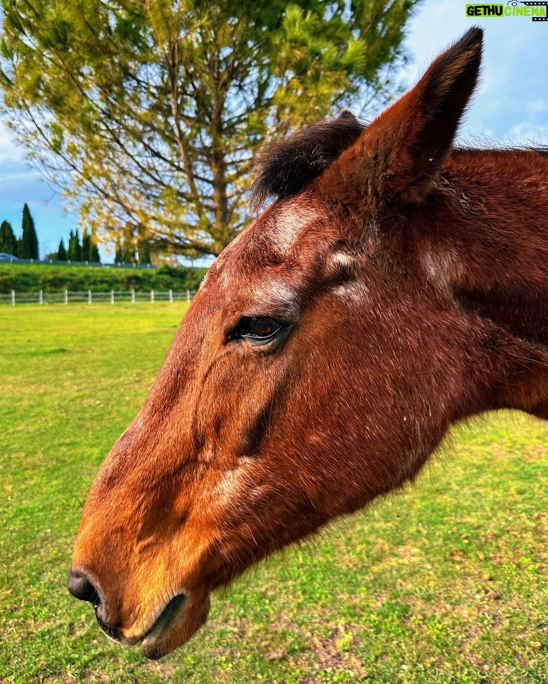 Salvatore Cinquegrana Instagram - 30 Dicembre in t-shirt🐴