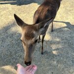 Salvatore Cinquegrana Instagram - io 🤝 🦌 Nara Park