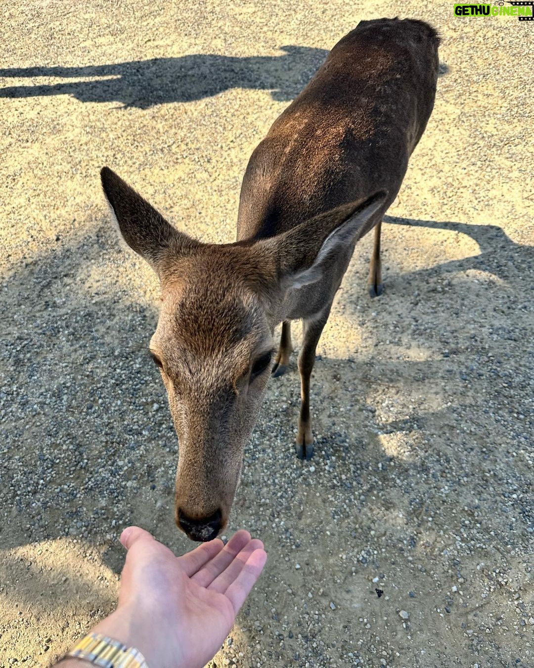 Salvatore Cinquegrana Instagram - io 🤝 🦌 Nara Park