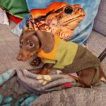 Salvatore Esposito Instagram - Lola 🩷 Credo di non avervi mai presentato la nostra cucciolotta Lola !!! Solo chi ha un cane può capire l'amore immenso che si prova e quello incondizionato che si riceve . Non avevo mai avuto un cane e solo ora capisco che grande errore è stato non averlo avuto prima 🐕 Come si chiamano i vostri cucciolotti ?? 🐶 ❤️ #Bassotti #Dog #dachshund