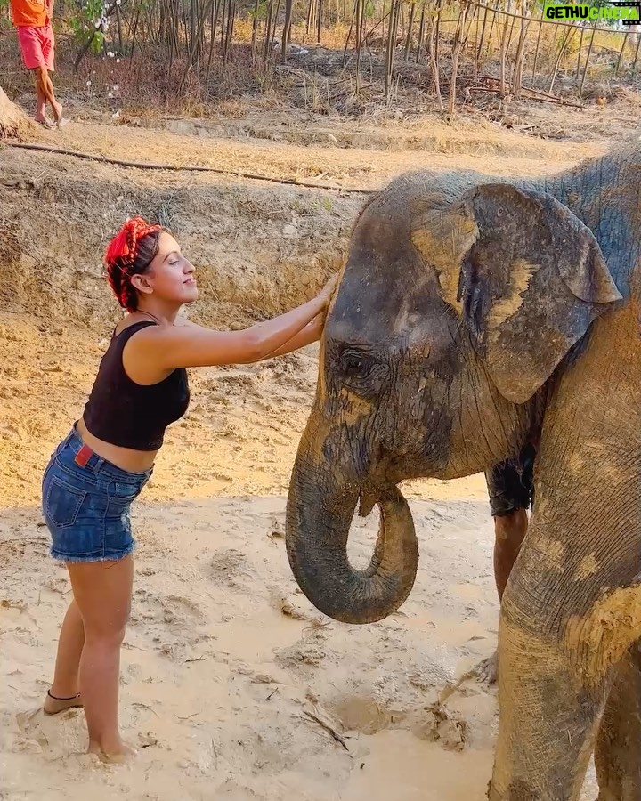 Sameeksha Sud Instagram - What a lovely experience of taking care of these cute 💞elephants,🐘 in their actual and natural habitat. They are well taken care of and what i learnt about elephants are they are very generous and foody… (just like me😜) Place was worth visiting… ❤️ #elephantsantuary #phuket #wildlife #love #elephant #care #naturalhabitat #thailand #nature