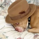 Sanaa Lathan Instagram - Nala’s going through a hat phase. #NalaAloha 💋