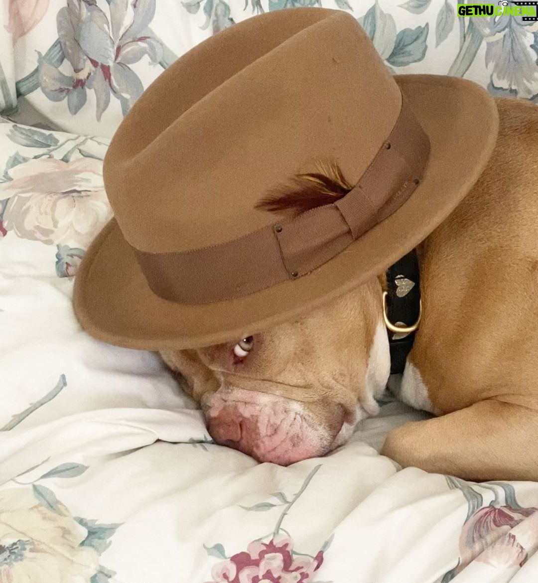 Sanaa Lathan Instagram - Nala’s going through a hat phase. #NalaAloha 💋