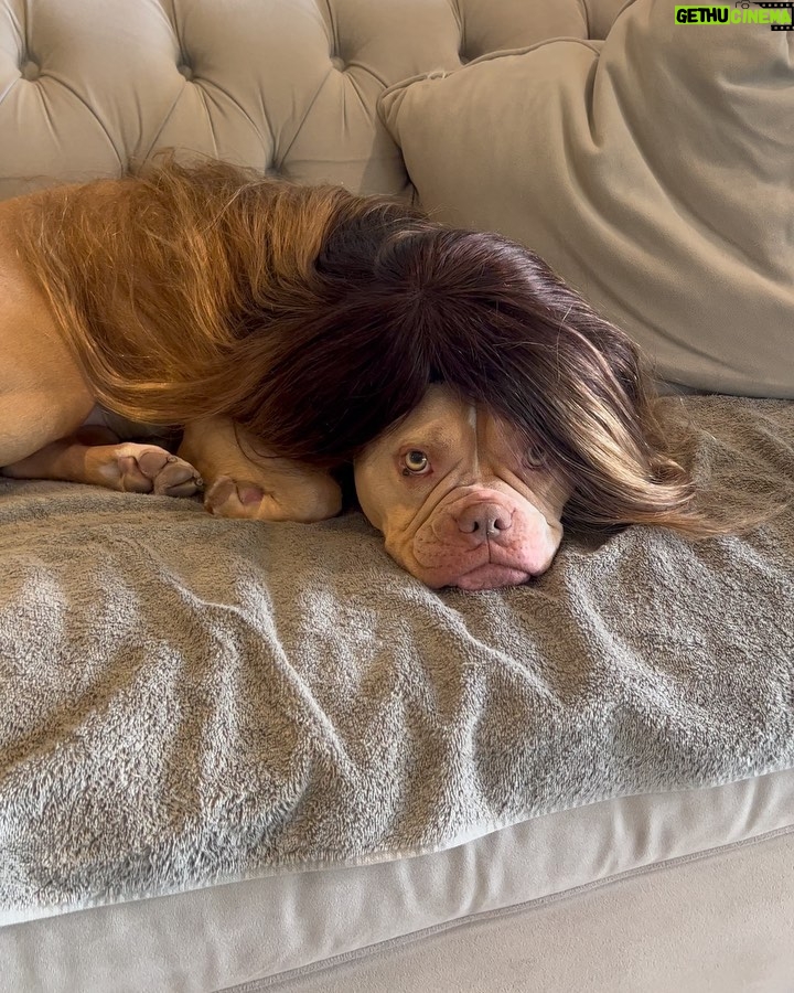 Sanaa Lathan Instagram - Nala insisted on being #kimbleized by @kimblehaircare and then she insisted on a photo shoot. Made me post. Ugh. Such a diva. #NalaAloha #diva
