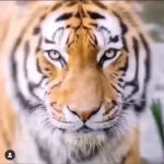 Sanaa Lathan Instagram - Screenshot to get your animal totem for the day and then Google the spiritual meaning. Mine is the OTTER which means I need to cultivate more playfulness and creativity into my day. Tell me your animal in the comments. Extra credit for the meaning. 💫