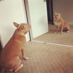 Sanaa Lathan Instagram - Every morning Nala gets up and does her affirmations in the mirror. She will not go on her walk until she does this. Every morning it’s a little different. This morning I overheard her saying: I is strong I is important I is kind I gives good cuddles I is a good guard dog. My bark is scary. We can all learn from Nala. #MorningAffirmations make for a great day. 👊🏾 #NalaAloha #MirrorWork