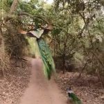 Sanaa Lathan Instagram - 🦚🦚🦚 #Repost @ourplanetdaily ・・・ A peacock taking flight in Ranthambore tiger reserve, #India. 🦚 Video by @harsha_narasimhamurthy