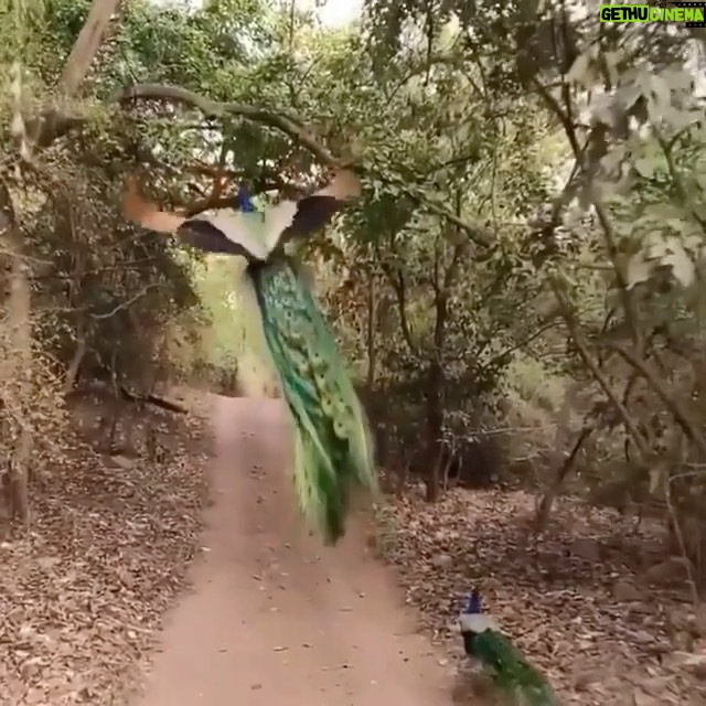 Sanaa Lathan Instagram - 🦚🦚🦚 #Repost @ourplanetdaily ・・・ A peacock taking flight in Ranthambore tiger reserve, #India. 🦚 Video by @harsha_narasimhamurthy