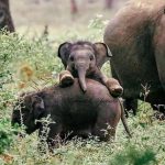 Sanaa Lathan Instagram - Timeline cleanser #Repost @ourplanetdaily ・・・ Baby elephant playing in Sri Lanka. Photo by @thissrilankangirl 🐘