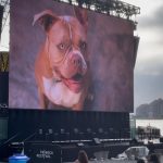 Sanaa Lathan Instagram - I directed and starred in a short film during the quarantine last year. Premiered last weekend at the #TribecaFilmFestival. So cool to see it on the big screen! Oh and also my road dawg Nala made her big screen debut. A star is born. 🥰 #Leap #With/In #MavenPictures Tribeca Film Festival