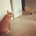 Sanaa Lathan Instagram - Every morning Nala gets up and does her affirmations in the mirror. She will not go on her walk until she does this. Every morning it’s a little different. This morning I overheard her saying: I is strong I is important I is kind I gives good cuddles I is a good guard dog. My bark is scary. We can all learn from Nala. #MorningAffirmations make for a great day. 👊🏾 #NalaAloha #MirrorWork