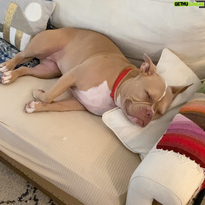 Sanaa Lathan Instagram - She knows she’s not supposed to be on the couch 🤔😭 #NalaAloha #NalaCita Palm Springs, California