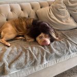 Sanaa Lathan Instagram - Nala insisted on being #kimbleized by @kimblehaircare and then she insisted on a photo shoot. Made me post. Ugh. Such a diva. #NalaAloha #diva