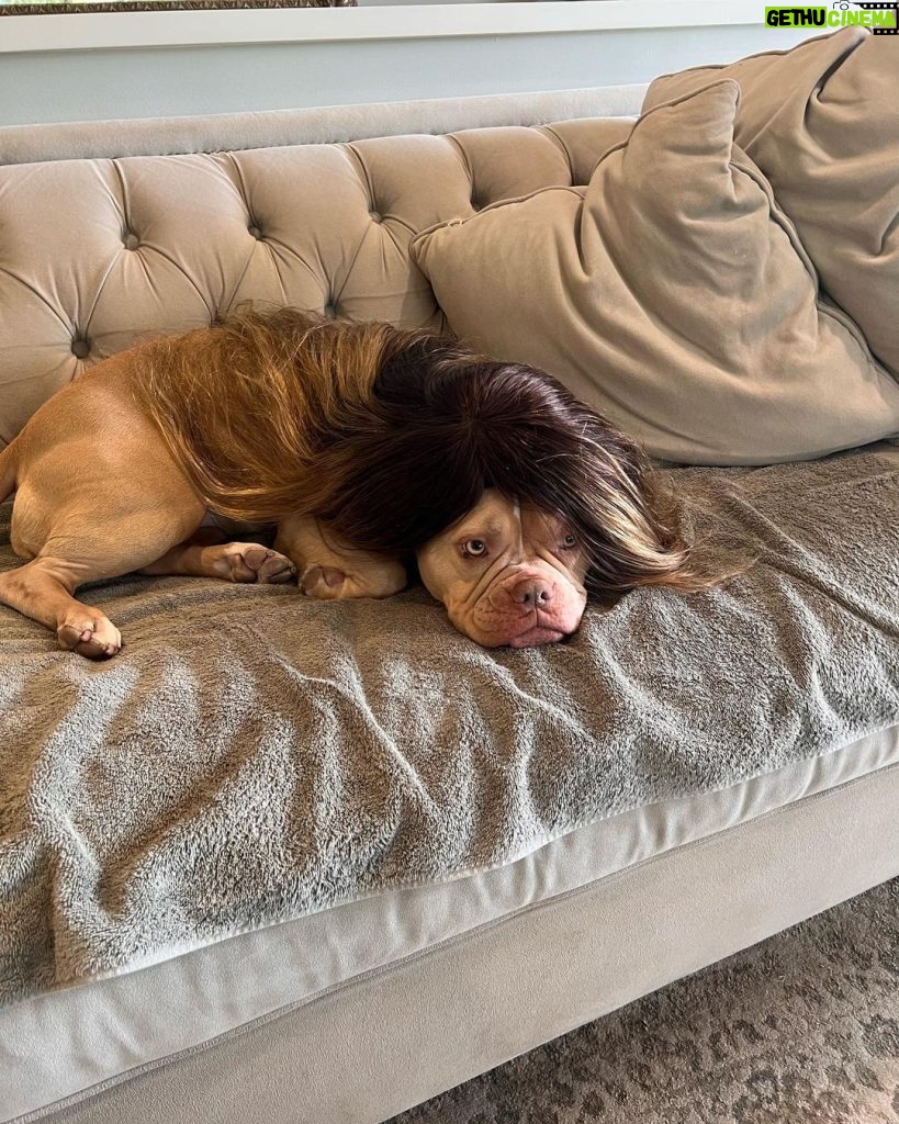 Sanaa Lathan Instagram - Nala insisted on being #kimbleized by @kimblehaircare and then she insisted on a photo shoot. Made me post. Ugh. Such a diva. #NalaAloha #diva