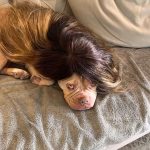 Sanaa Lathan Instagram - Nala insisted on being #kimbleized by @kimblehaircare and then she insisted on a photo shoot. Made me post. Ugh. Such a diva. #NalaAloha #diva