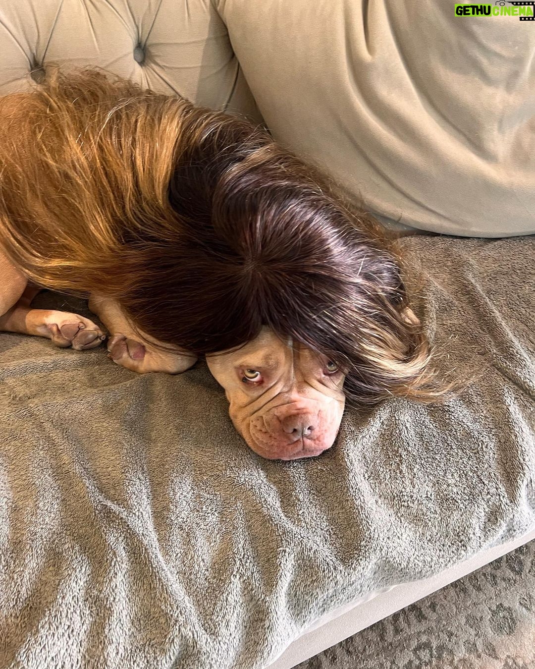 Sanaa Lathan Instagram - Nala insisted on being #kimbleized by @kimblehaircare and then she insisted on a photo shoot. Made me post. Ugh. Such a diva. #NalaAloha #diva