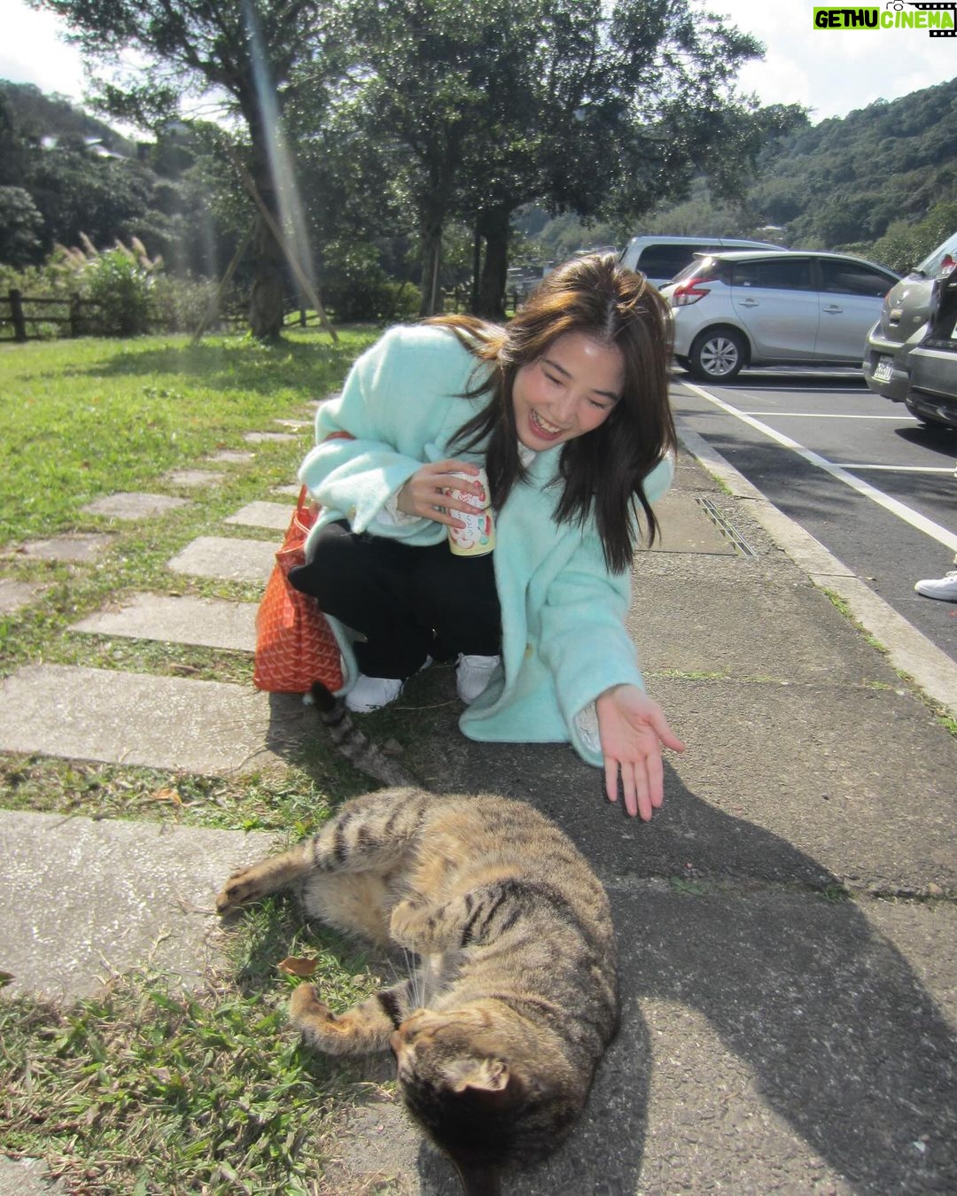 Sananthachat Thanapatpisal Instagram - Meaowwww 🐱🐱🐱🐱 Huotong Cat Village, Taiwan