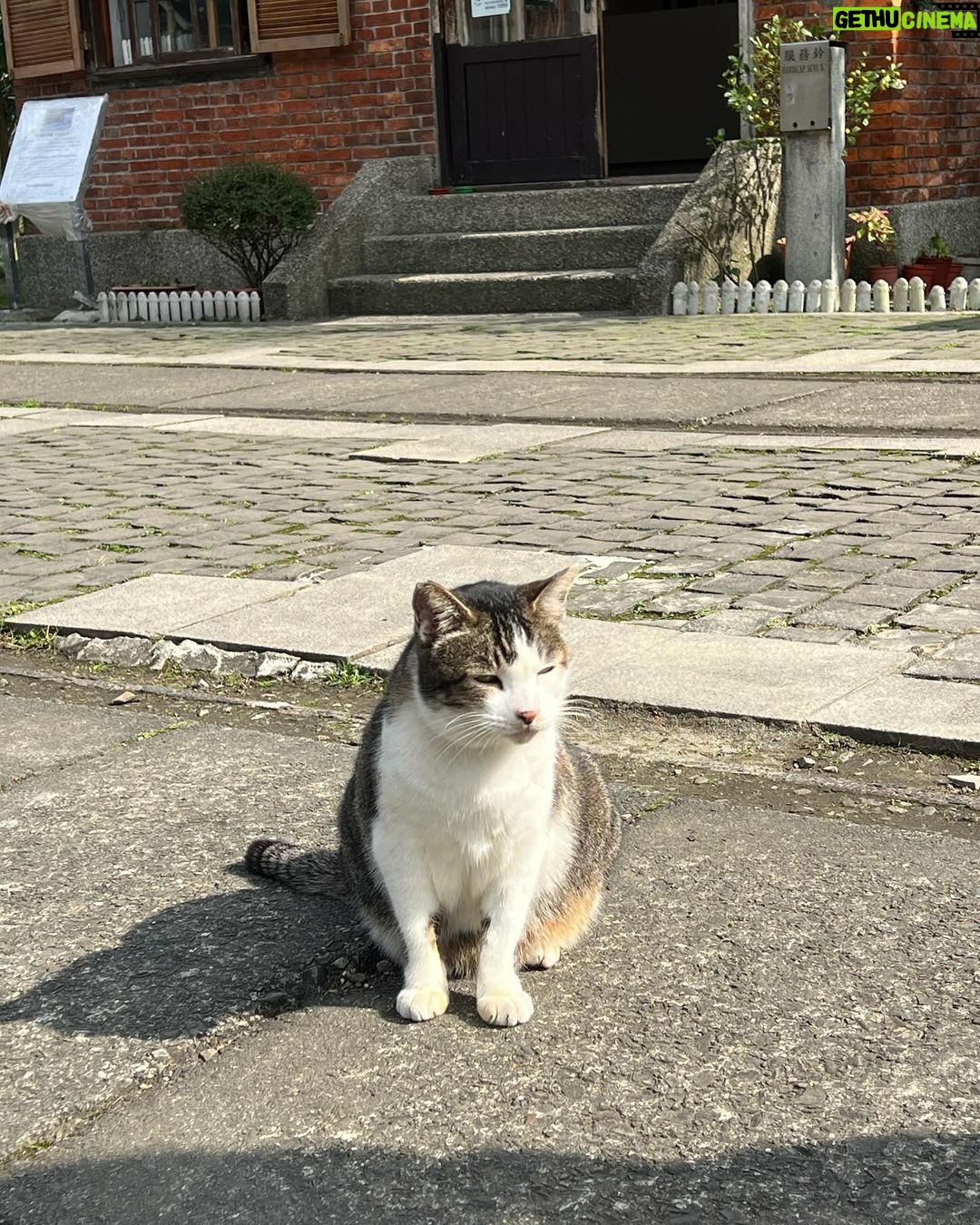 Sananthachat Thanapatpisal Instagram - Meaowwww 🐱🐱🐱🐱 Huotong Cat Village, Taiwan