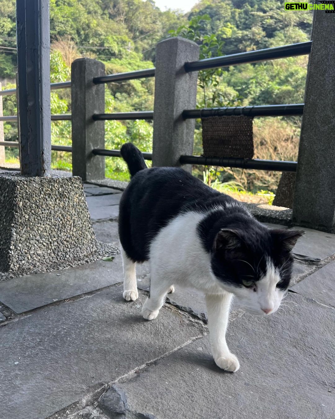Sananthachat Thanapatpisal Instagram - Meaowwww 🐱🐱🐱🐱 Huotong Cat Village, Taiwan