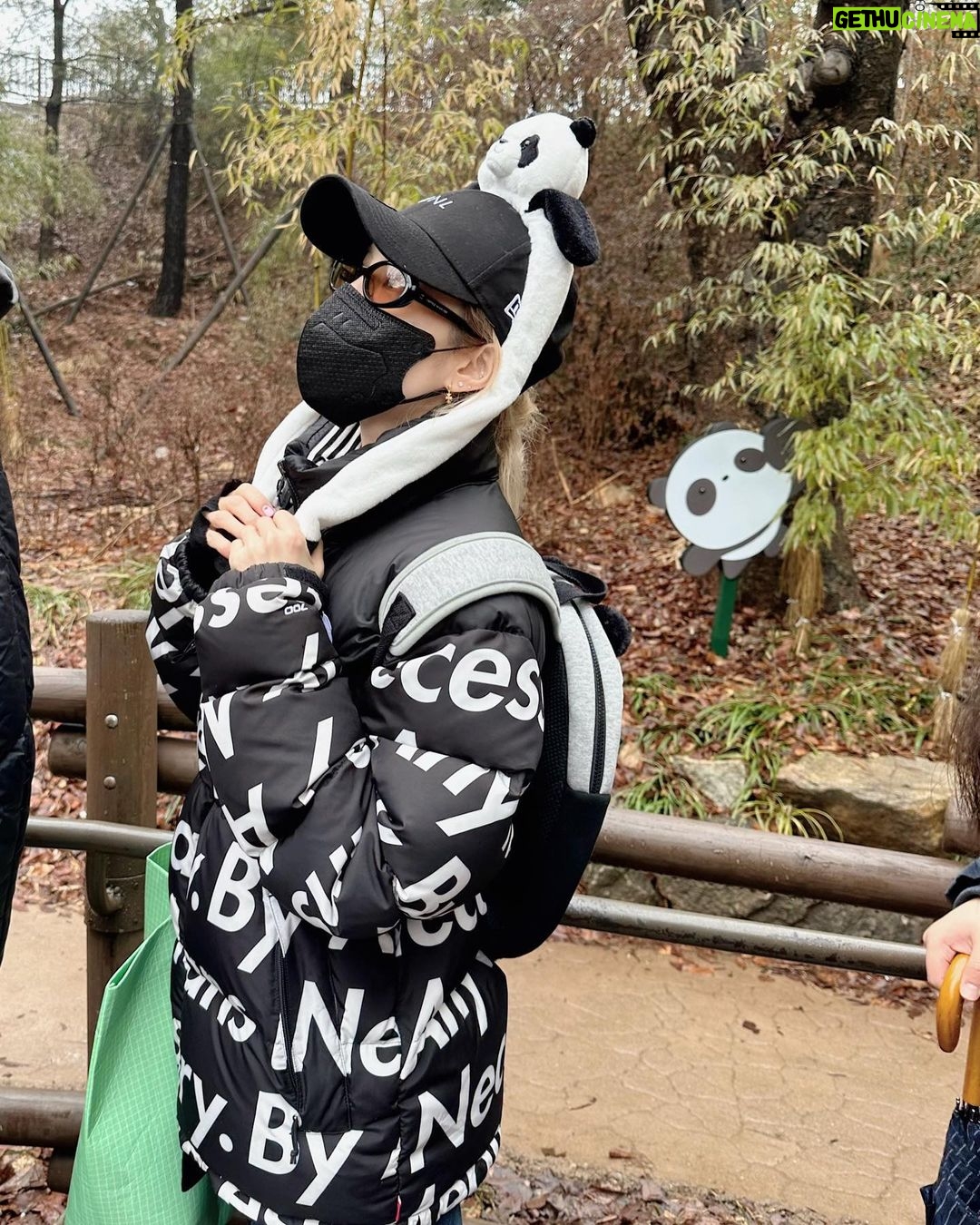 Sandara Park Instagram - 우리 푸 보내기전에 한번 더 보러 다녀왔다🐼🥹♥️ 우연히 마주친 송바오 할부지!!! 🤩 어딘가 수상해 보이는 관광객st 😎 맛뵈기로 넘 귀여운 러바옹 정면샷~!!! 😭😍 두번 줄서서 바오패밀리 전원 영접 성공하고🐼🐼🐼🐼🐼 굿즈도 사고 행복한 뒷모습💘 #바오패밀리 #자이언트판다 #판다 #러바오 #아이바오 #푸바오 #루이바오 #후이바오 #송바오 #산바오 ㅋㅋㅋ 에버랜드