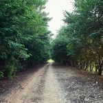 Sandy Instagram - #tb De onde eu não queria ter saído mais… 🌿
