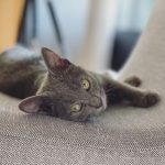 Sandy Instagram - Oi, gente! Eu sou a Tereza, novo membro da família “Lima Lima”. E todos já me amam muito por aqui. 😻
