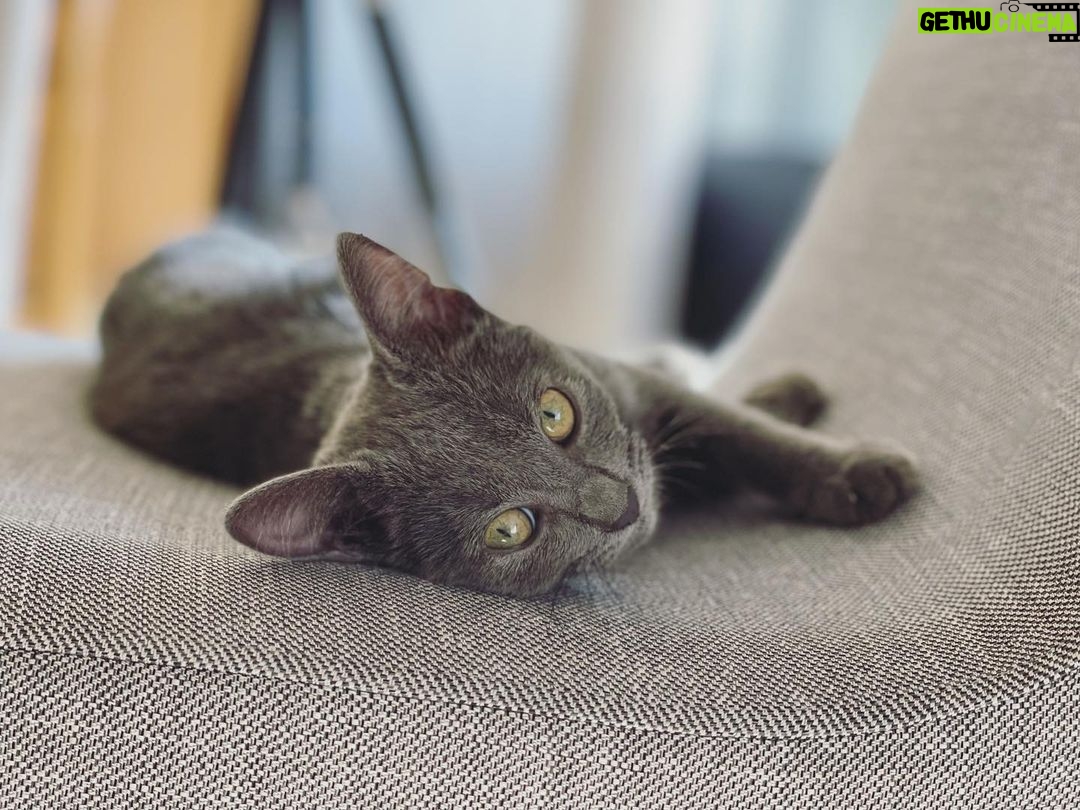 Sandy Instagram - Oi, gente! Eu sou a Tereza, novo membro da família “Lima Lima”. E todos já me amam muito por aqui. 😻