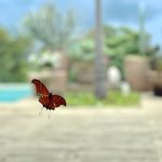 Sandy Instagram - Uma borboleta passando pra dar o meu recado: uma boa semana pra vocês! 💜🍃