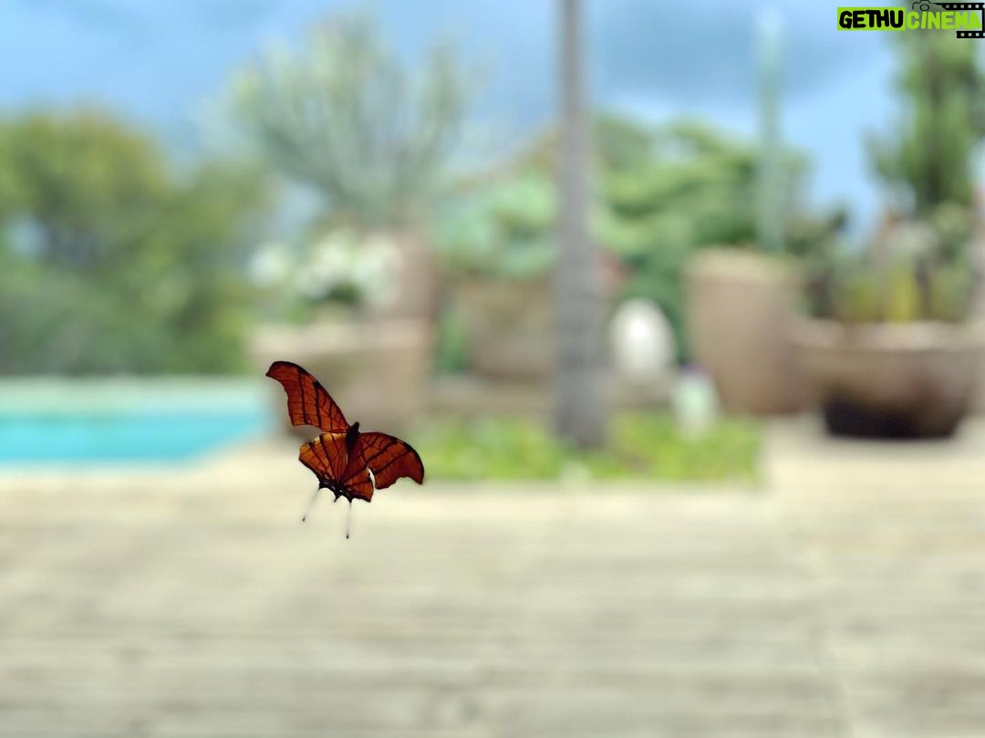 Sandy Instagram - Uma borboleta passando pra dar o meu recado: uma boa semana pra vocês! 💜🍃
