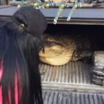 Sarah Fraisou Instagram – 🐊Les animaux c toute ma vie ( celui là il l’ont trouver chez un homme à domicile il a étais recueilli chez les soignants) #lesanges11 #videooftheday #animals #crocodile