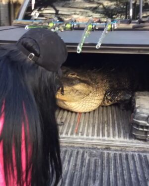 Sarah Fraisou Instagram - 🐊Les animaux c toute ma vie ( celui là il l’ont trouver chez un homme à domicile il a étais recueilli chez les soignants) #lesanges11 #videooftheday #animals #crocodile